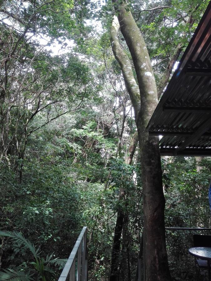 The Green Tree Lodge Monteverde Екстер'єр фото