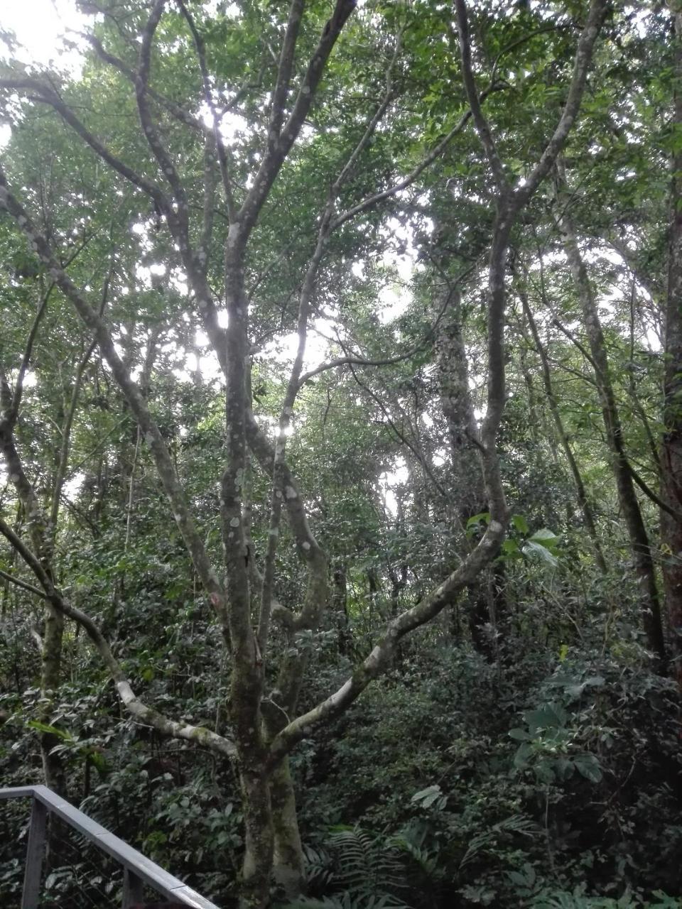 The Green Tree Lodge Monteverde Екстер'єр фото